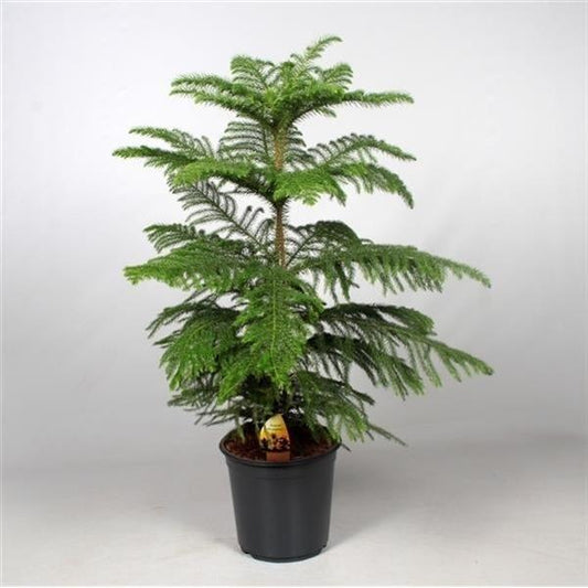 Zimmertanne  Araucaria heterophylla Norfolk-Tanne Zimmerpflanze