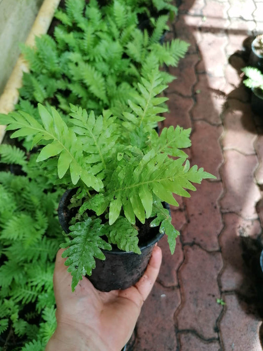 Blechnum silver lady 25 cm Rippenfarn - Zwerg-Baumfarn