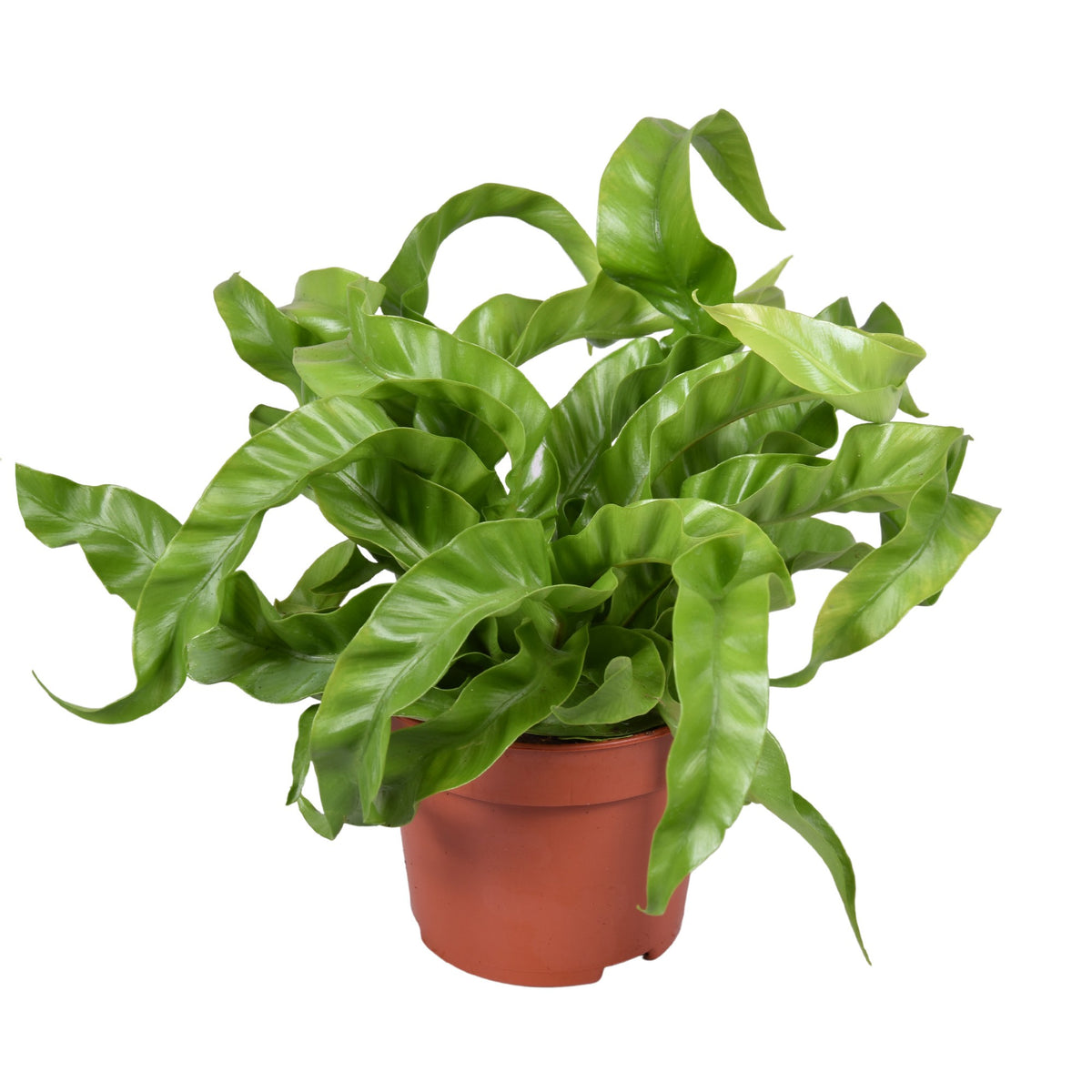 Asplenium antiquum Hurricane květináč 12 cm Ø Kapradina Bird's Nest - pokojová rostlina čistící vzduch - zelená rostlina