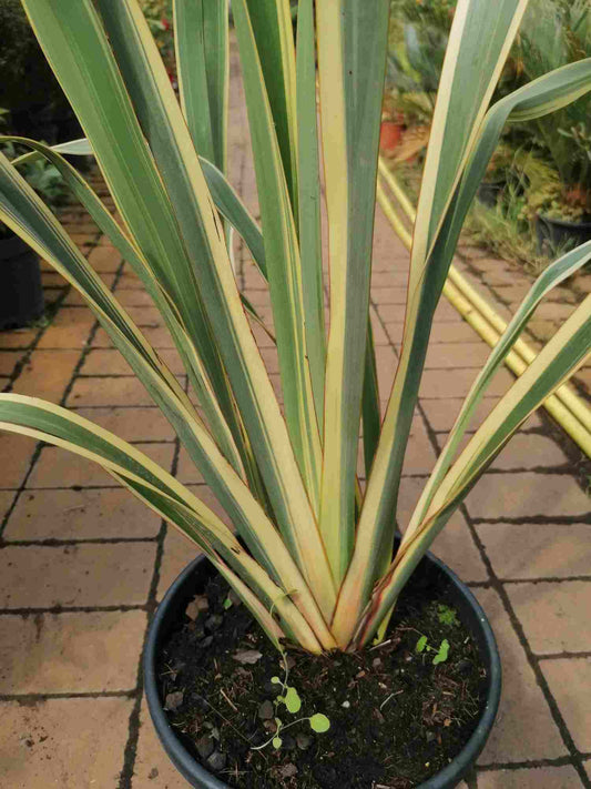 Phormium tenax Variegatum 80-100 cm - len novozélandský / panašovaný - neobvyklý zeleno-bílý barevný přechod na listech