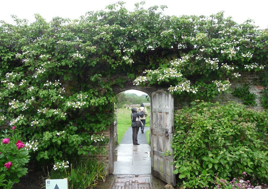 Kletterhortensie Hydrangea petiolaris Kletterpflanze Hortensie