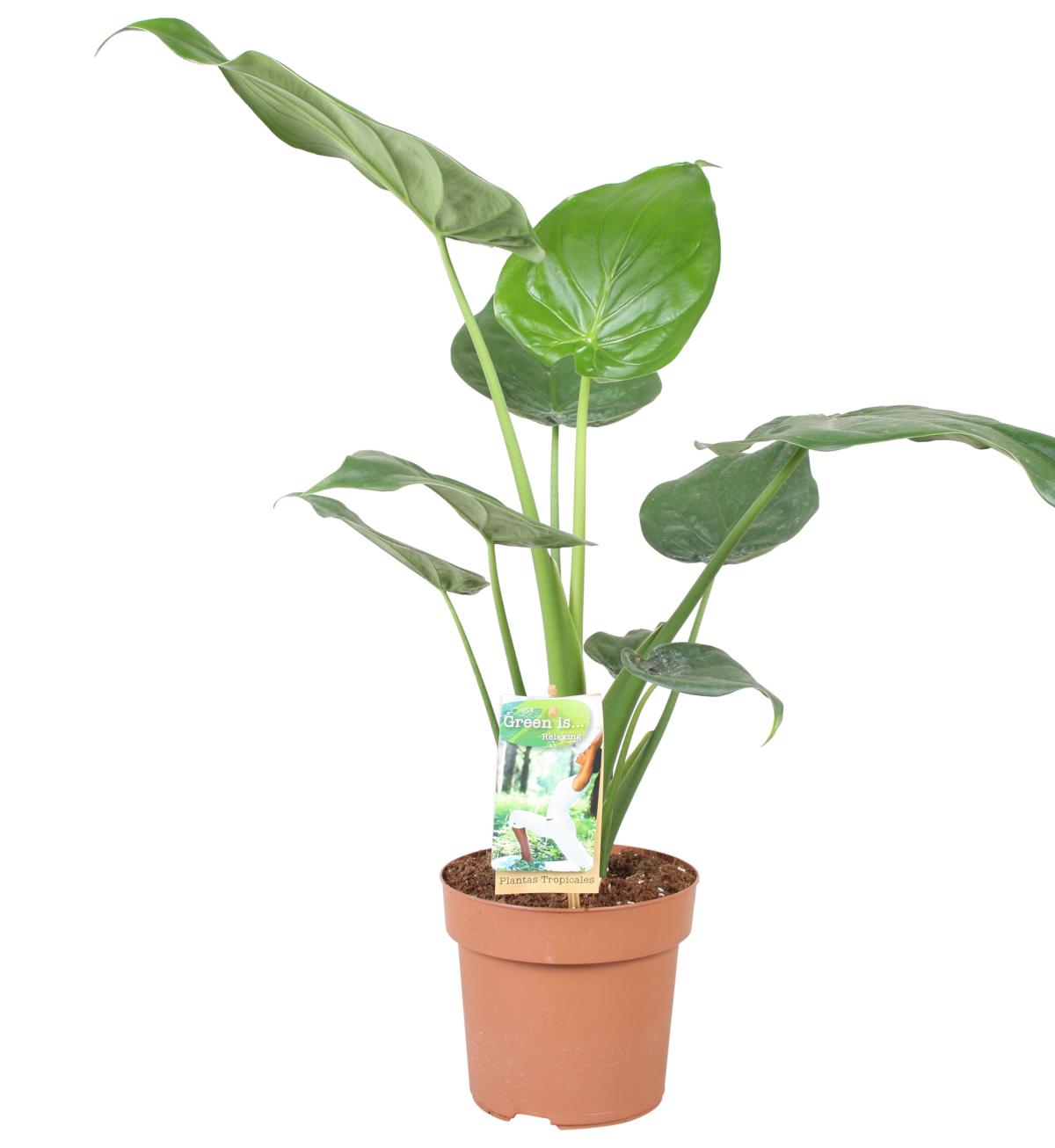 Alocasia cucullata 40-50 cm Elefantenohr Pfeilblatt