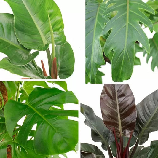 Philodendren  - Philodendron - Baumfreund - grünes Paradies im Wohnzimmer