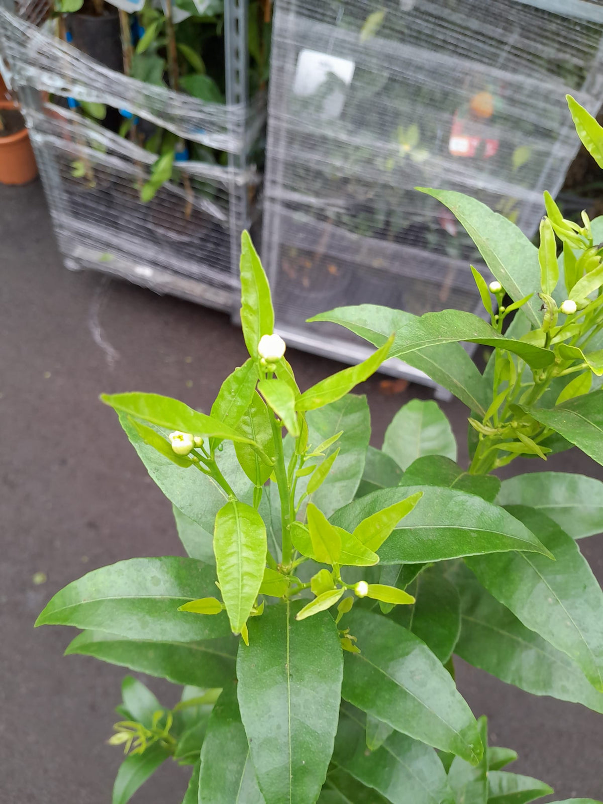 Mandarinovník 100-140 cm C/17 - Citrus reticulata - Rostlina mandarinky