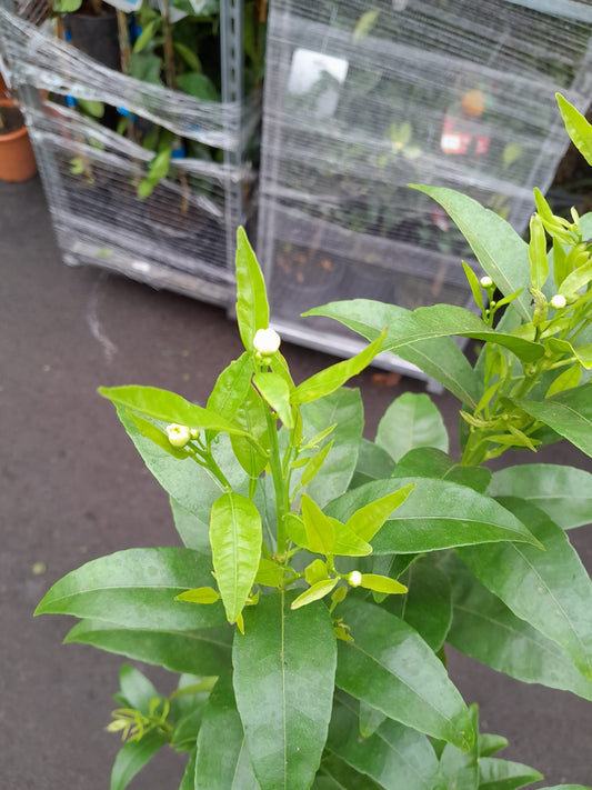 Mandarinovník 100-140 cm C/17 - Citrus reticulata - Rostlina mandarinky