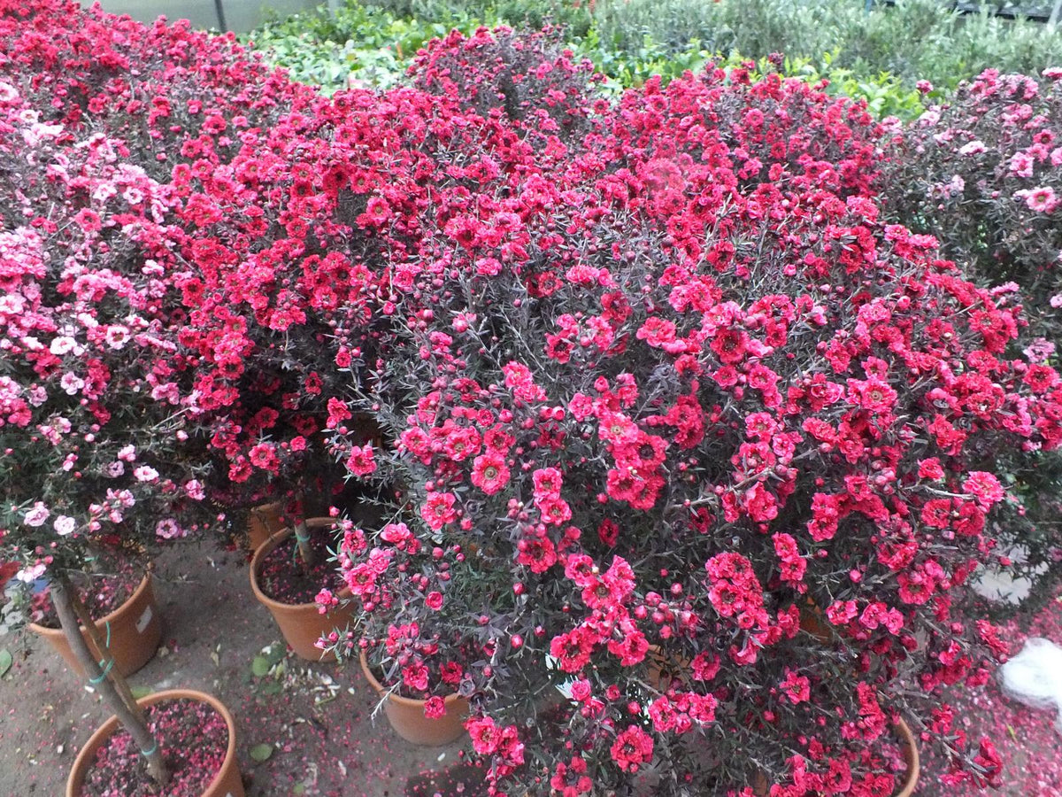Südseemyrte 60-70 cm rot Stämmchen Leptospermum scoparium - Manuka