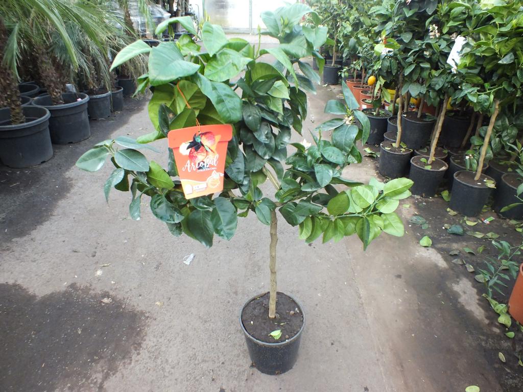 Orangenbaum Arcobal 70-100 cm - Citrus Sinensis 'Arcobal' - Regenbogen Orange