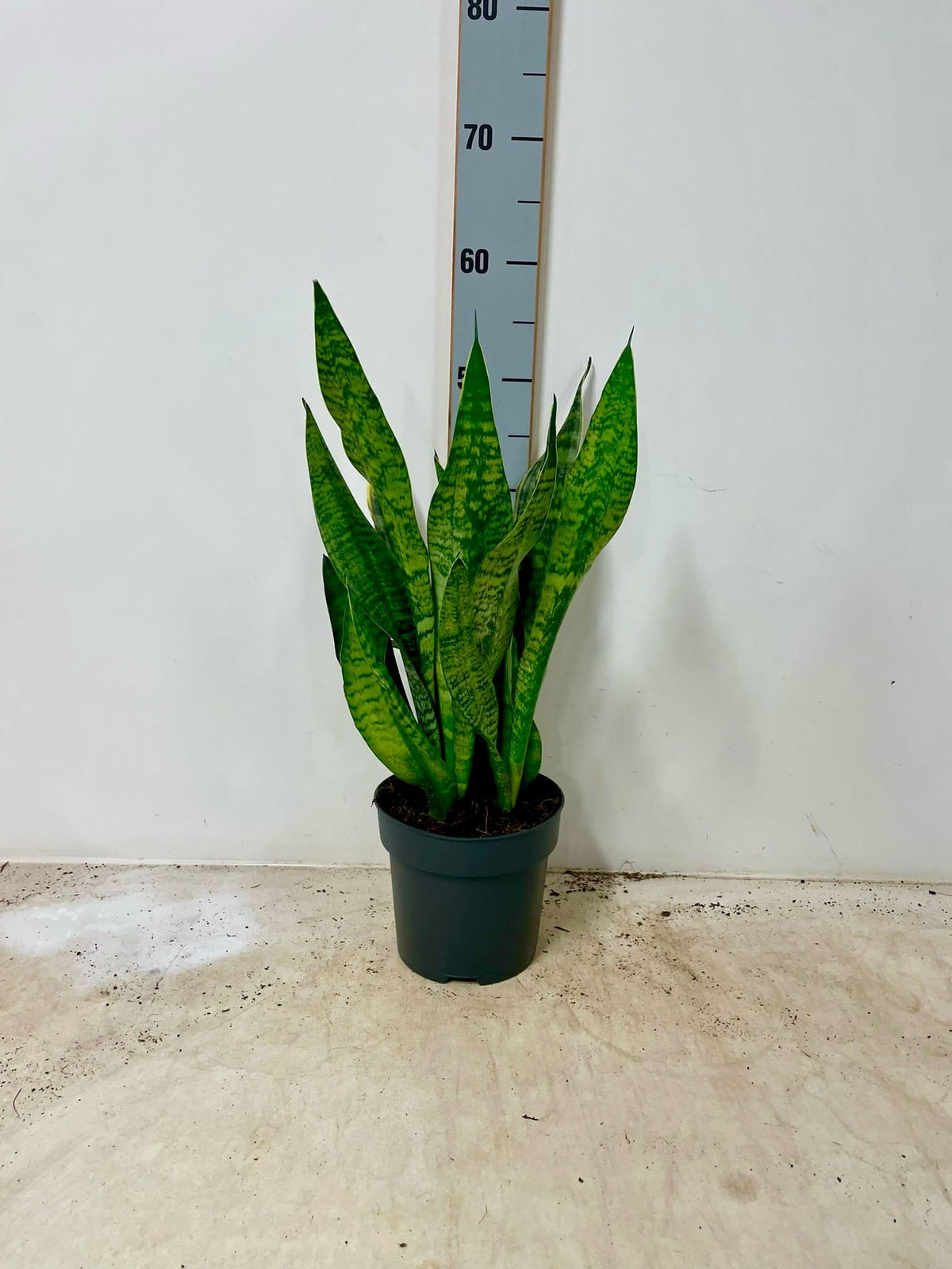 3 Stück Sansevieria mix 50-60 cm  Bogenhanf bessere Raumluft Zimmerpflanze
