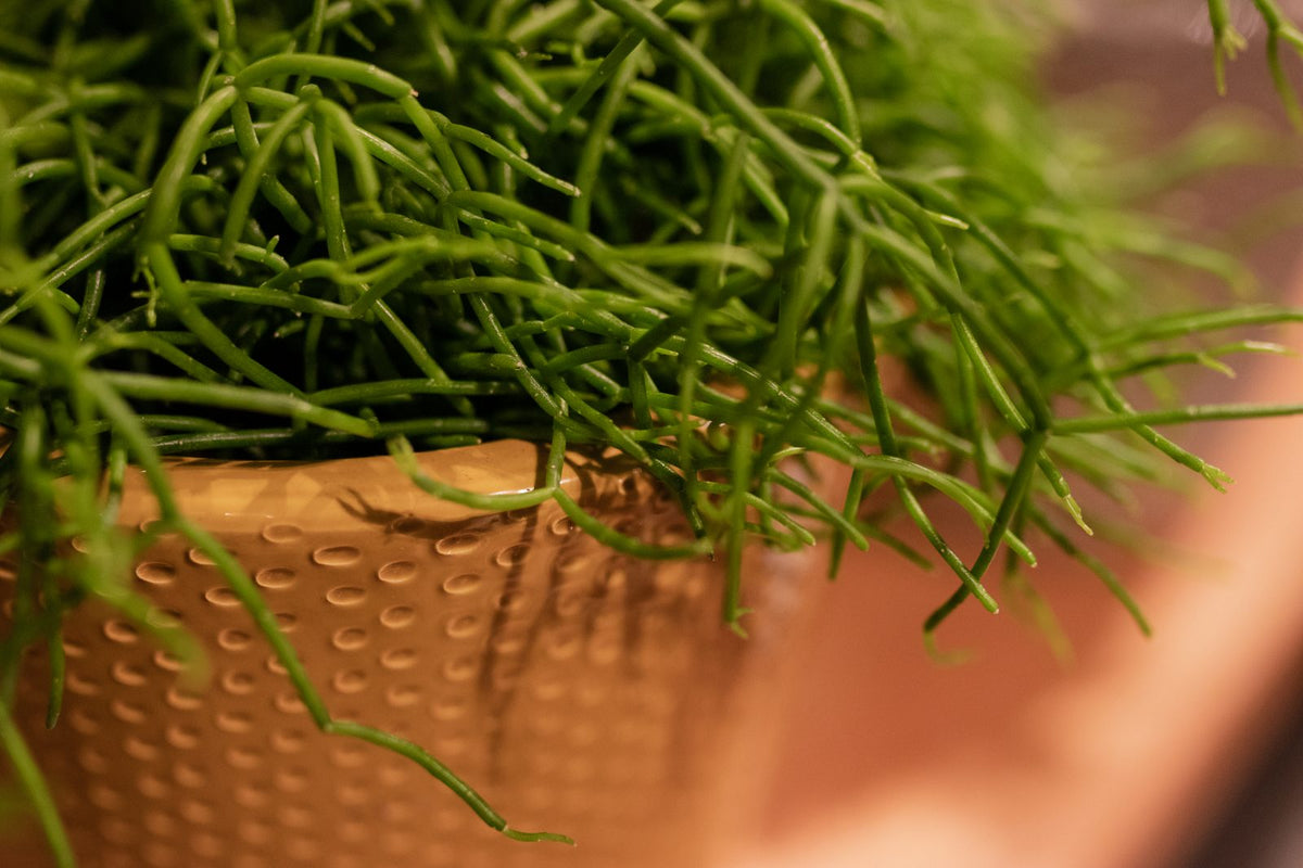 Rhipsalis capilliformis Výška cca. 15 cm, průměr květináče 10,5 cm - Rustikální kaktus - Korálový kaktus - nenáročná pokojová rostlina