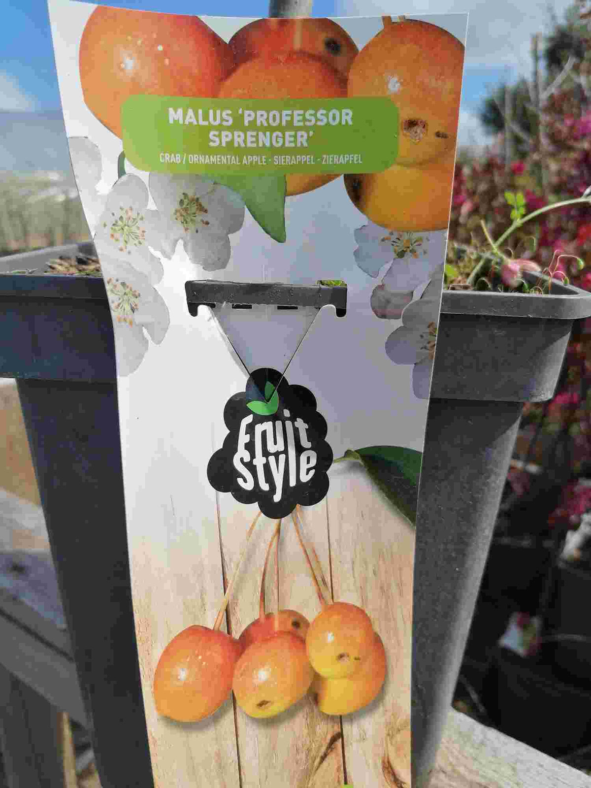 Zierapfel 'Professor Sprenger' - Apfelbaum - Malus 'Professor Sprenger' - Apfelbaum