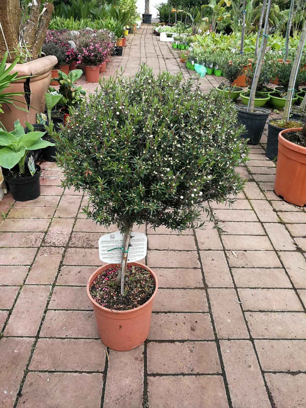 Myrta z jižního moře 60-70 cm bílý stonek Leptospermum scoparium - Manuka