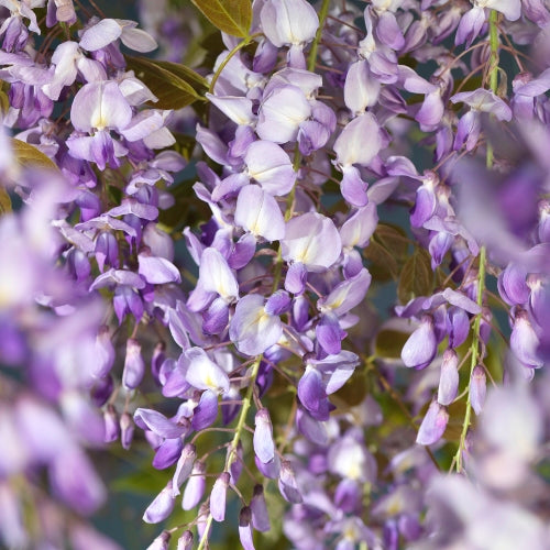 3 Wisteria sinensis Plodná 25-50 cm Čínská vistárie - popínavá rostlina