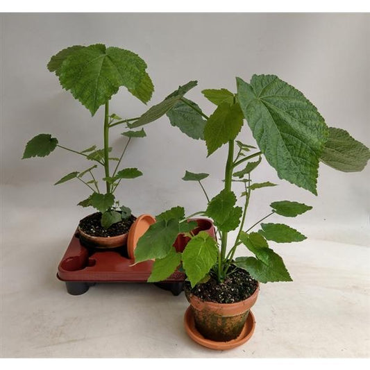 Zimmerlinde 40 cm - Sparmannia africana Zimmerpflanze
