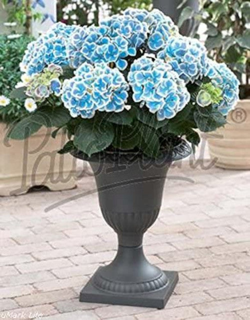 Hydrangea macrophylla - Hortensien mit prächtigen Blüten - Bauernhortensie