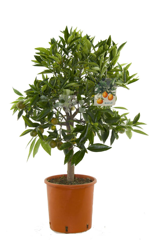 Citrus x 'Kucle' - Kumquat x Clementine - Citrusová rostlina - Kumquat