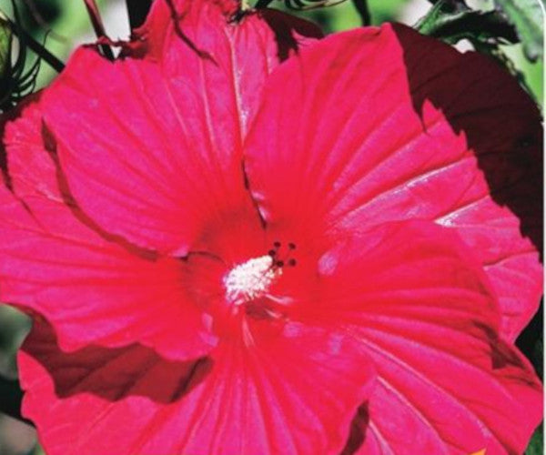 Riesenhibiskus  Staudenhibiskus Hibiscus moscheutos